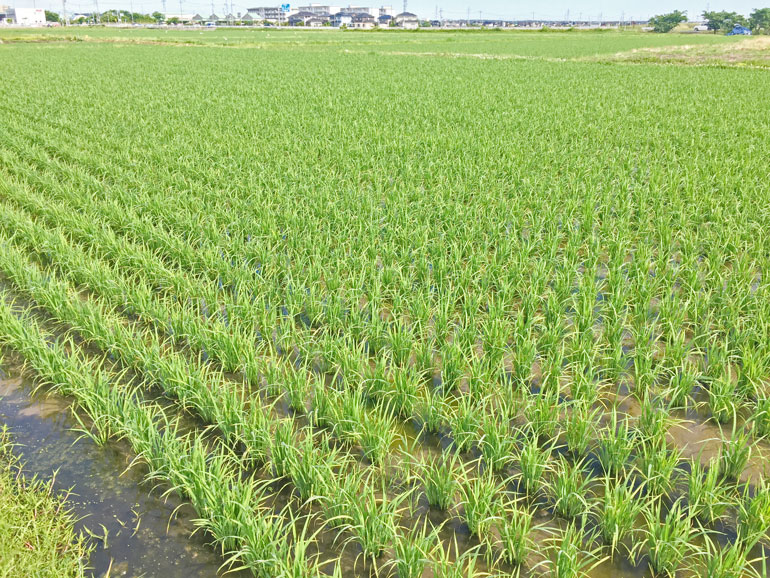 はえぬき、コシヒカリの苗は成長してもはや稲に｜味の農園