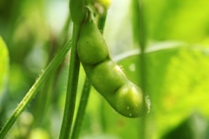 白山だだちゃ豆　だだちゃ豆通販　だだちゃ豆の特徴