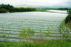 砂丘メロン　アンデス　メロン