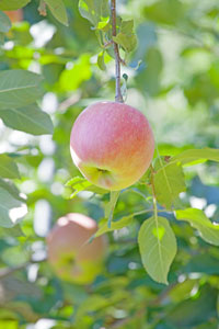 りんごの表面のベトベトや白い粉は何なの 味の農園