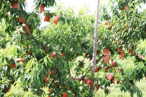 桃の栽培　山形の桃　桃通販