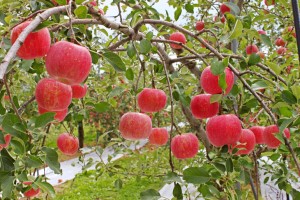 ふじりんご　サンふじ　りんご通販
