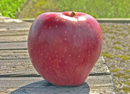 りんご 医者いらずの健康法とは｜味の農園