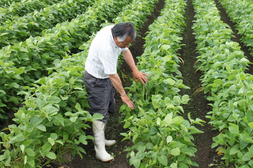 だだちゃ豆畑　だだちゃ豆生産者