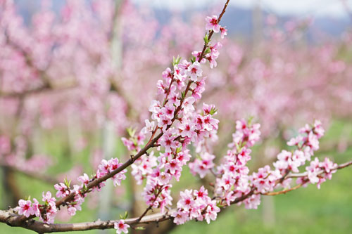 桃の花　桃の満開