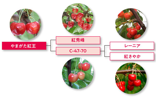 やまがた紅王　さくらんぼ品種改良