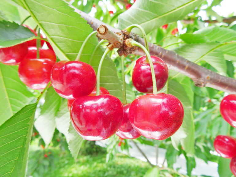 やまがた紅王　山形さくらんぼ　超大粒さくらんぼ