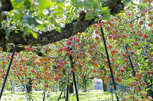 こうとく　山形りんご　蜜入りリンゴ