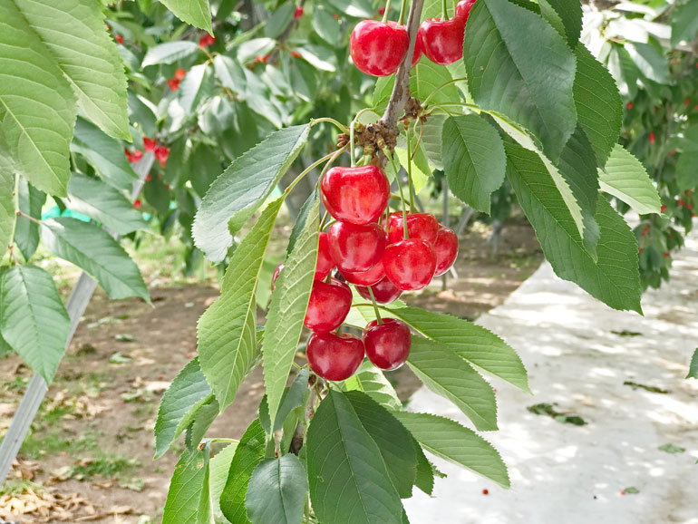 紅てまり　山形さくらんぼ　大粒さくらんぼ