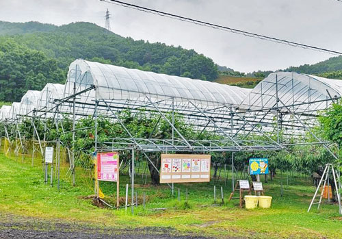 さくらんぼ果樹園　余市町